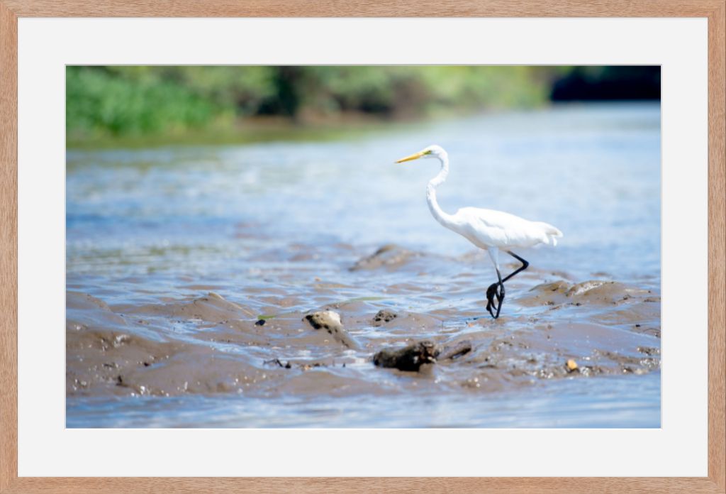 Wading Egret