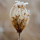 Winter Queen Anne's Lace