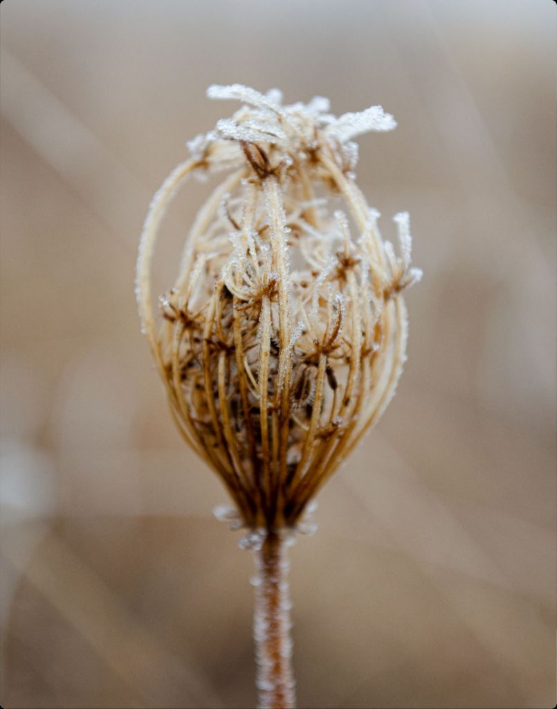 Winter Queen Anne's Lace