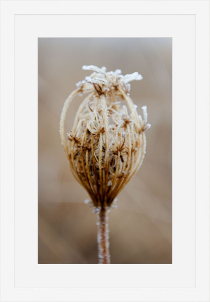 Winter Queen Anne's Lace