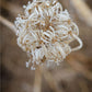 Winter Queen Anne's Lace 2