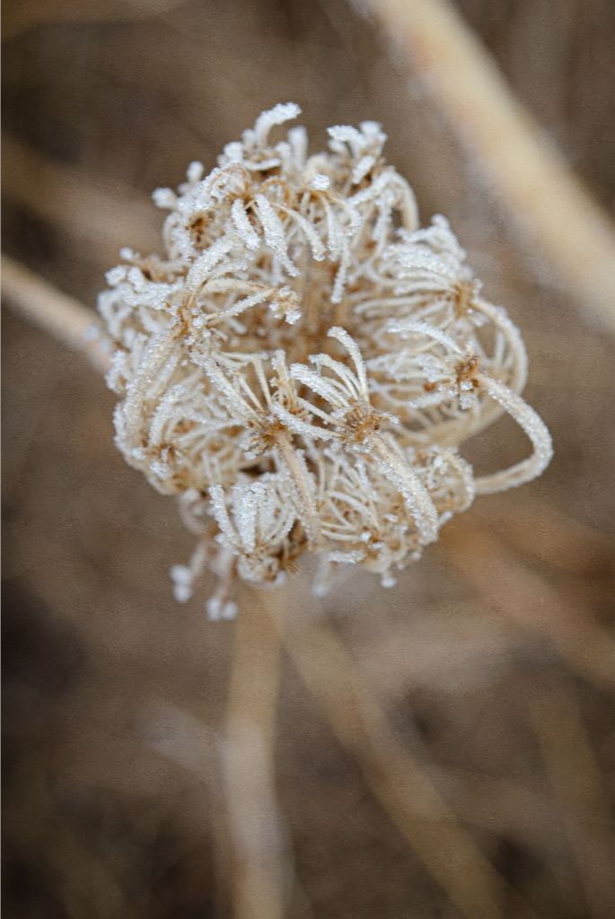 Winter Queen Anne's Lace 2