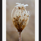 Winter Queen Anne's Lace