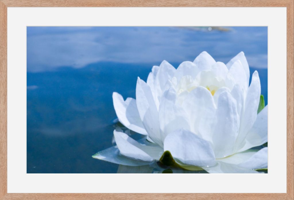 White Waterlily