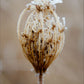 Winter Queen Anne's Lace