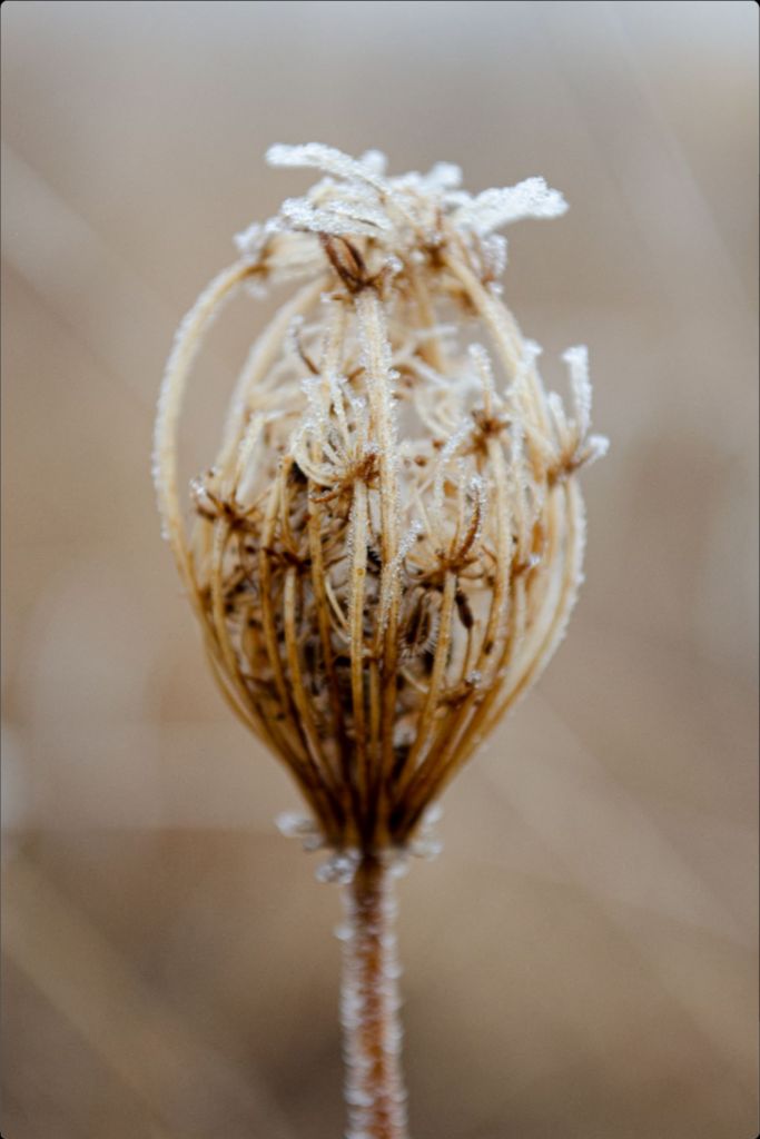 Winter Queen Anne's Lace