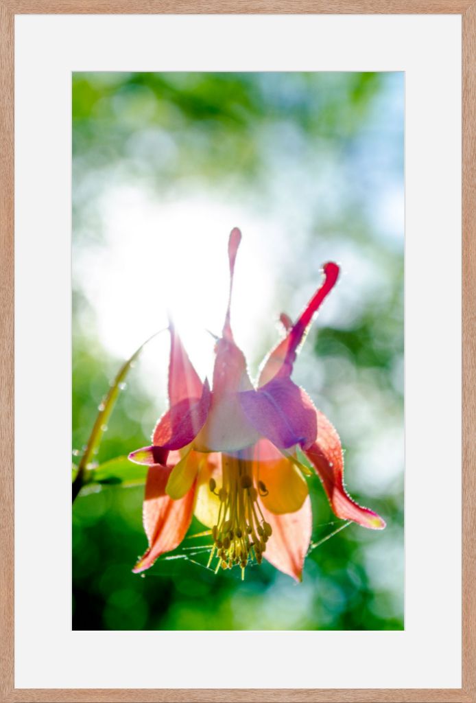 Wild Honeysuckle