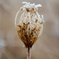 Winter Queen Anne's Lace