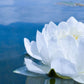 White Waterlily