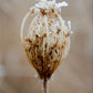 Winter Queen Anne's Lace