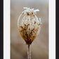 Winter Queen Anne's Lace
