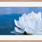 White Waterlily