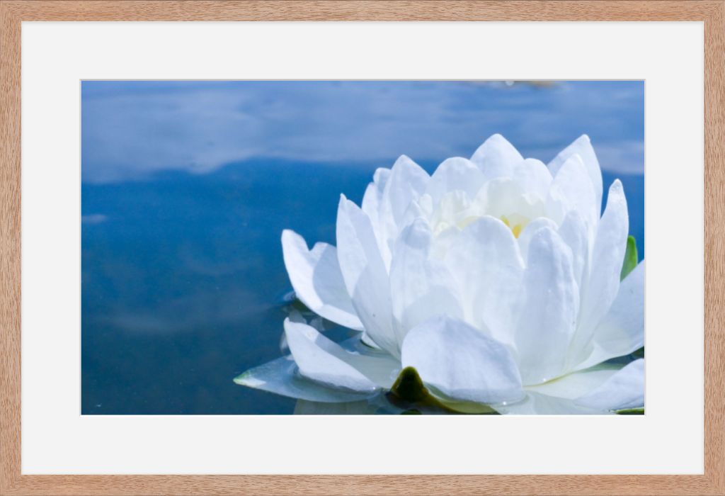 White Waterlily