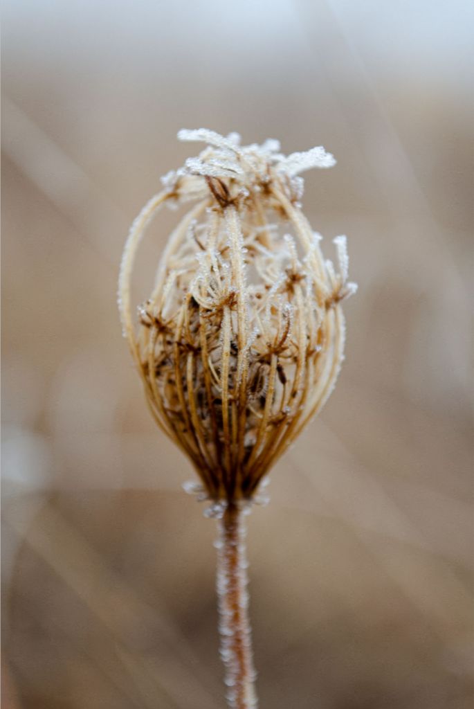 Winter Queen Anne's Lace