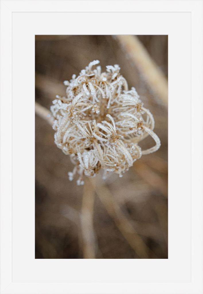 Winter Queen Anne's Lace 2