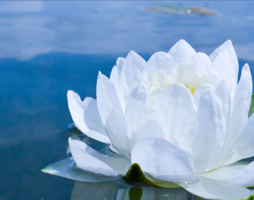 White Waterlily