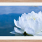 White Waterlily