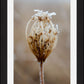 Winter Queen Anne's Lace