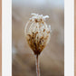 Winter Queen Anne's Lace