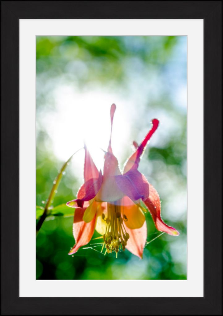 Wild Honeysuckle