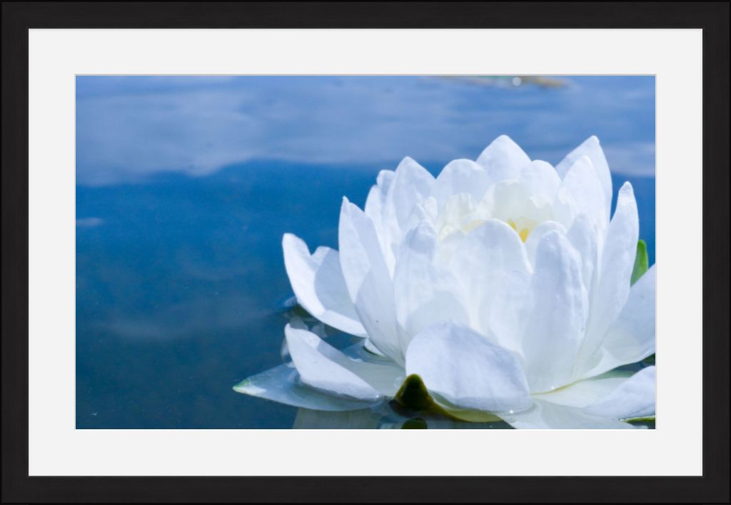 White Waterlily