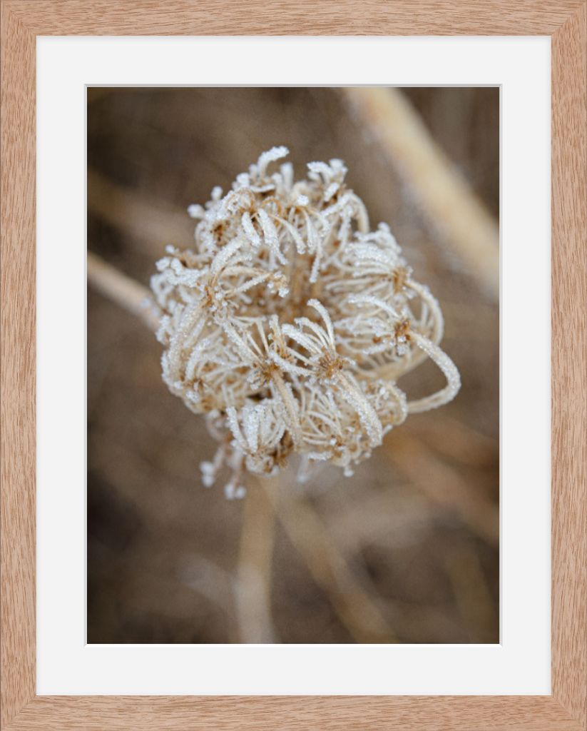 Winter Queen Anne's Lace 2