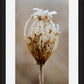 Winter Queen Anne's Lace