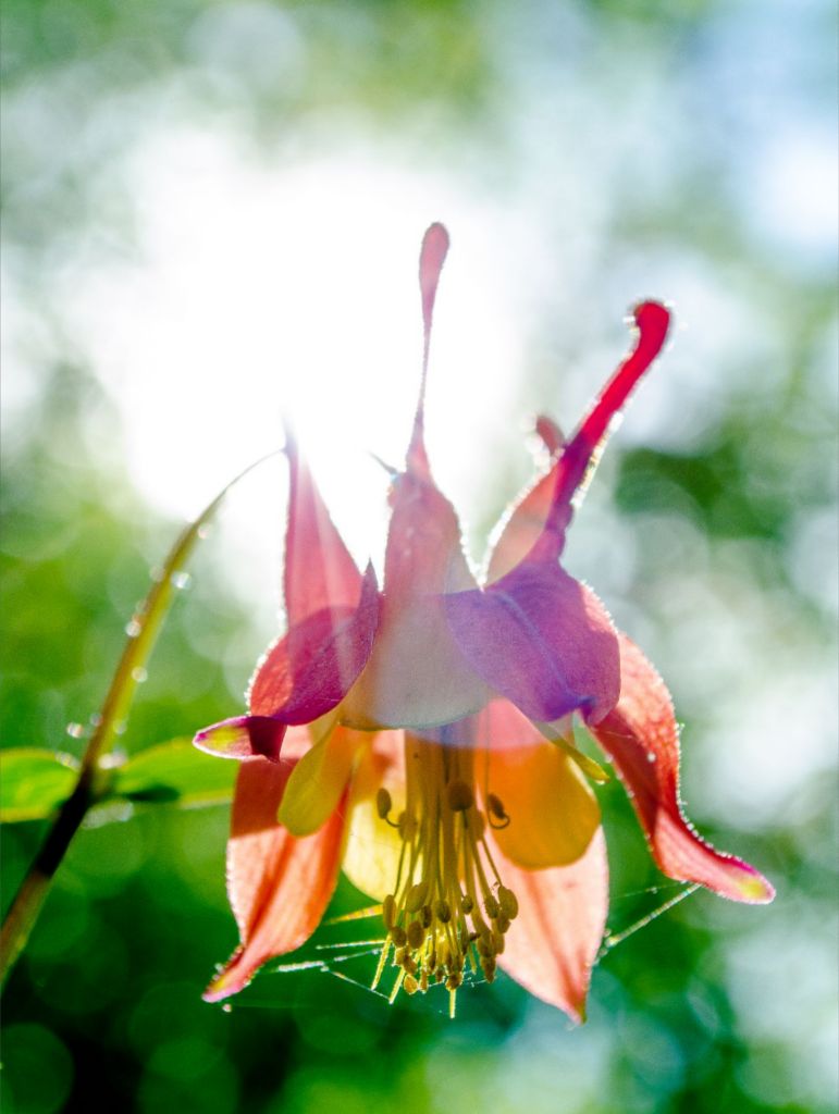 Wild Honeysuckle