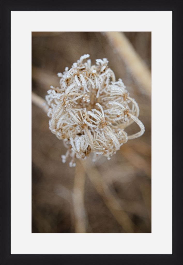 Winter Queen Anne's Lace 2