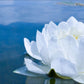 White Waterlily