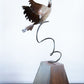 Dove Soaring