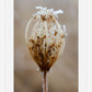 Winter Queen Anne's Lace