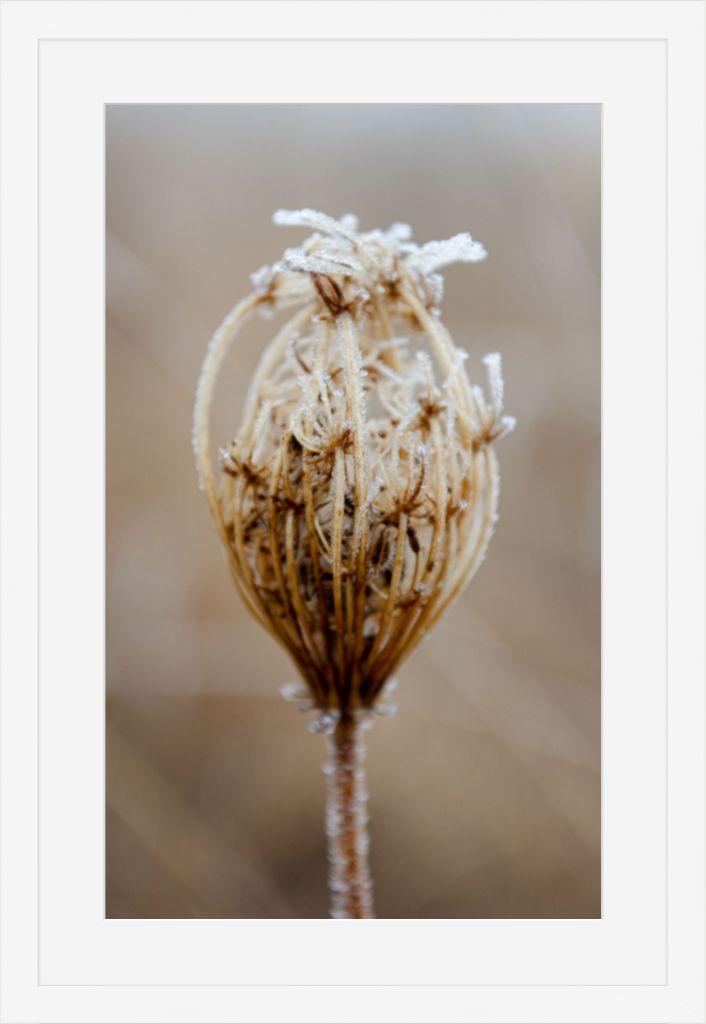 Winter Queen Anne's Lace