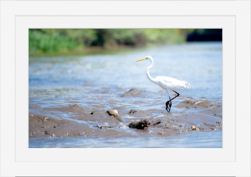 Wading Egret