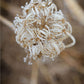 Winter Queen Anne's Lace 2