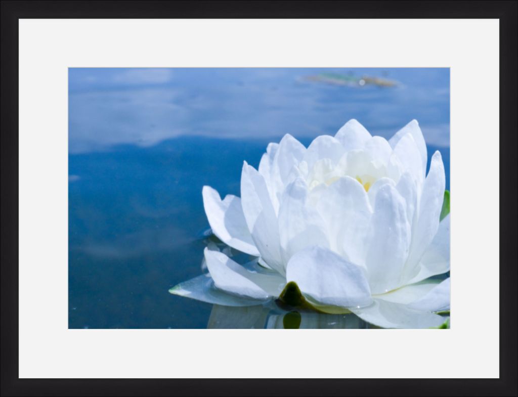 White Waterlily