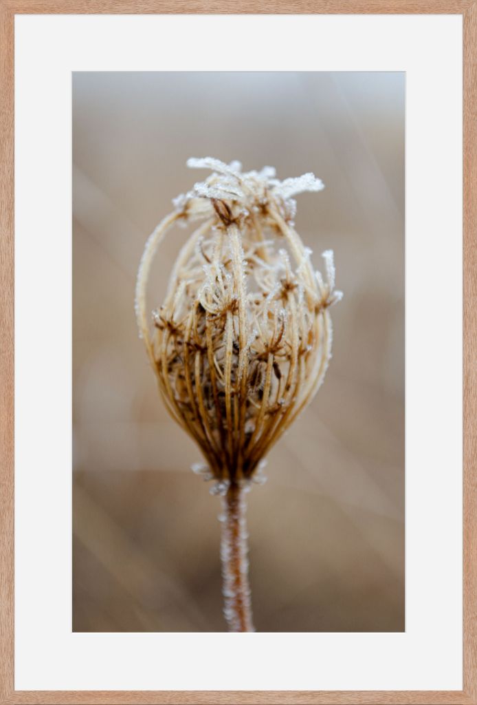 Winter Queen Anne's Lace