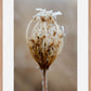 Winter Queen Anne's Lace
