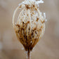 Winter Queen Anne's Lace