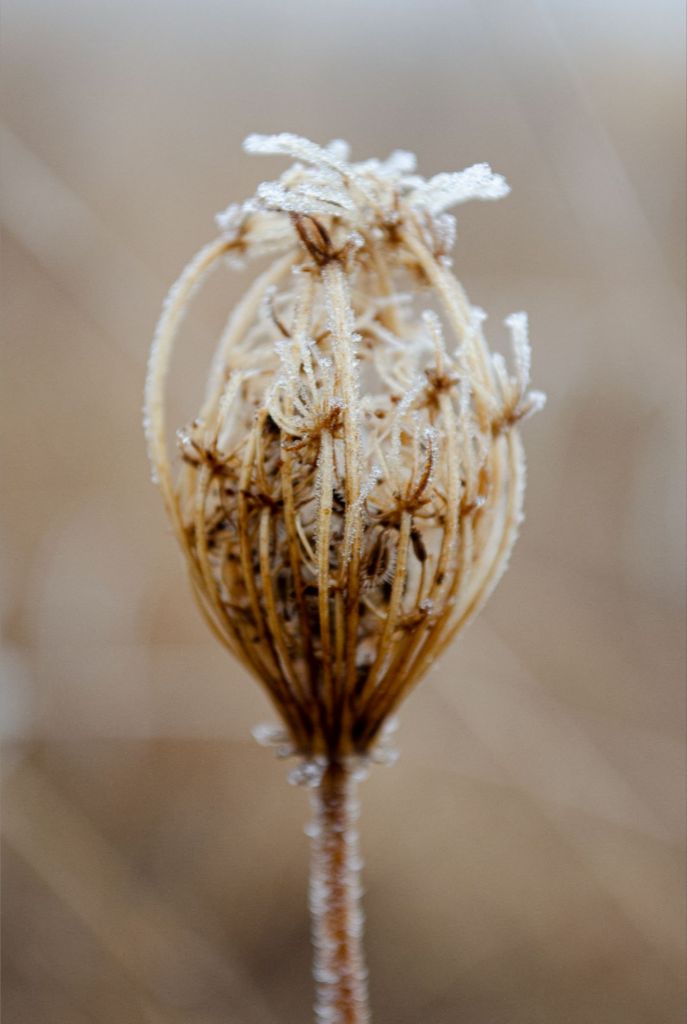 Winter Queen Anne's Lace