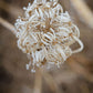 Winter Queen Anne's Lace 2