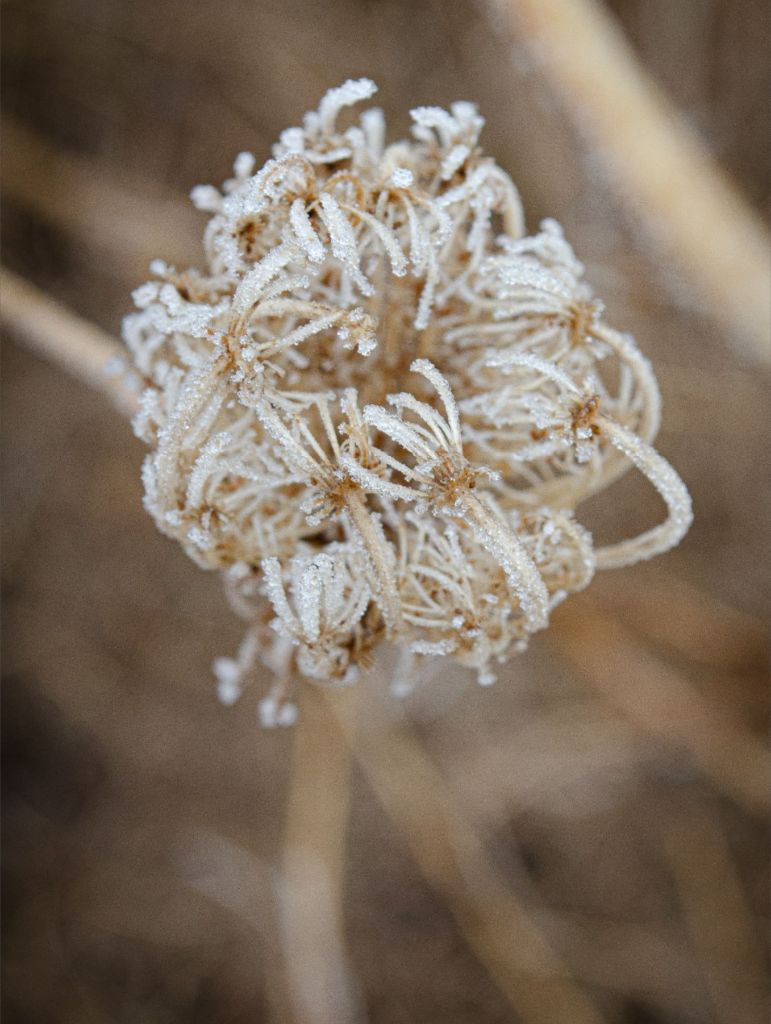 Winter Queen Anne's Lace 2