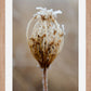 Winter Queen Anne's Lace