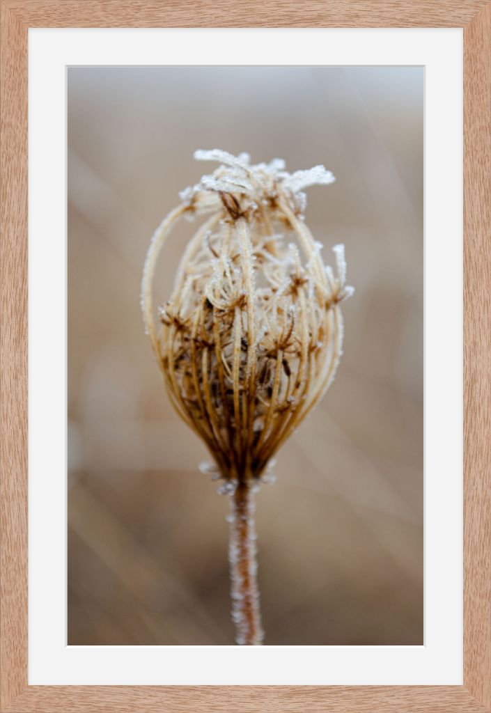 Winter Queen Anne's Lace