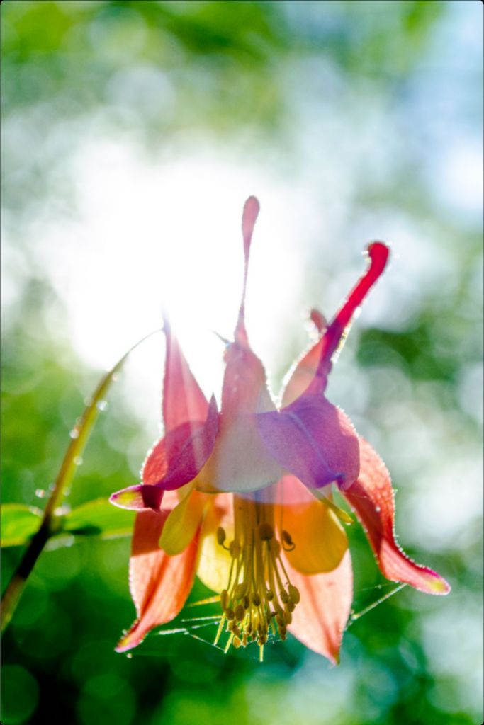 Wild Honeysuckle