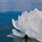 White Waterlily