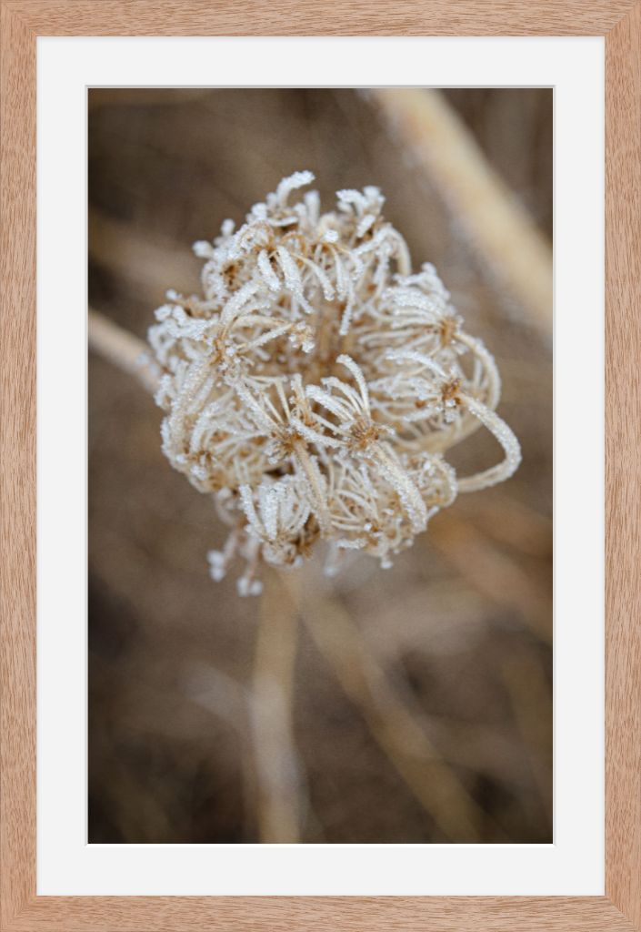 Winter Queen Anne's Lace 2