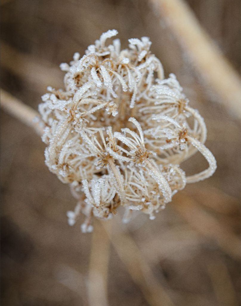 Winter Queen Anne's Lace 2