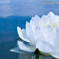 White Waterlily