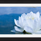 White Waterlily